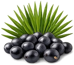 VitalProst — extracto de palma enana americana (saw palmetto)